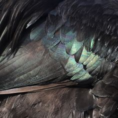 the feathers of a large bird are black and blue with green highlights on it's wings