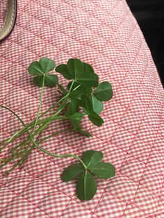 some green leaves are laying on a red and white checkered tablecloth