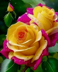 two yellow and pink roses with water droplets on them