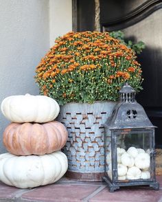 pumpkins and gourds are sitting on a brick step next to a potted plant