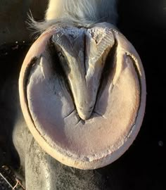 a close up of a horse's head with a hat on it