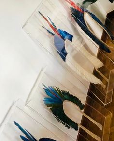 several different colored feathers in clear boxes on a table with white walls and wood flooring