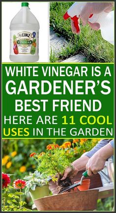 white vinegar is a gardener's best friend here are 11 cool uses in the garden