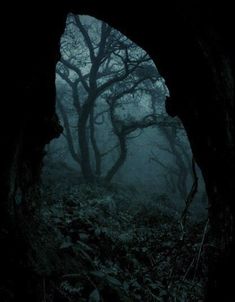 a dark forest filled with lots of trees covered in fog and light at the end of the tunnel