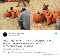 two photos of a cat dressed as a pumpkin sitting on top of a pile of pumpkins