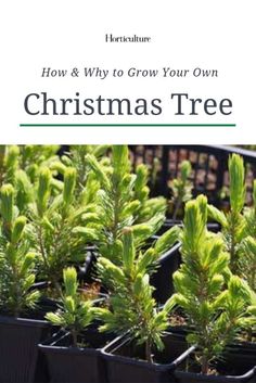 christmas trees in pots with the title how and why to grow your own christmas tree