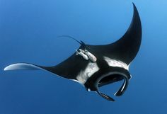 a manta ray swims through the blue water