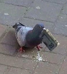 a pigeon is standing on the sidewalk with a newspaper in it's mouth