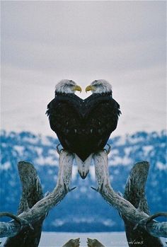 two bald eagles sitting on top of each other in front of snow covered mountain tops