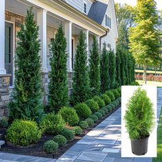 Trade Gallon Arborvitae Green Giant Farmhouse Landscaping Ideas Front Yards, Landscape Pots Front Yards, Hearty Landscaping Plants, Cedar Trees Landscaping Front Yards, Skyrocket Juniper Privacy, Pine Trees In Front Of House, Outdoor Shrubs Front Yards, Landscaping To Cover Utility Boxes, Shop Landscaping Ideas