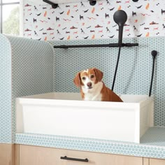 a brown and white dog sitting in a bath tub