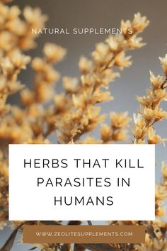 Are you on a quest to cleanse your body naturally? Dive into our comprehensive guide featuring the Top 10 Herbs That Kill Parasites in Humans. These aren’t just any herbs; they’re nature’s powerful allies, ready to help you fight back against unwanted guests like intestinal worms and liver flukes.  From the ancient wisdom of Black Walnut to the potent properties of Garlic, our blog post delves deep into each herb's unique abilities to cleanse and protect your body. Plus, we share the one herbal tincture we swear by for the whole family's health.  Ready for a body cleanse that leans on the earth’s bounty? Click through to learn how these ten powerful herbs can be your first line of defense in maintaining optimal health.  Pin this for a healthy tomorrow! 🌟 Herbs To Kill Parasites, How To Flush Out Parasites, Parasite Cleansing Herbs, All Natural Parasite Cleanse, All Natural Remedies, Parasite Cleanse Bath, Human Parasite Cleanse, Herbs That Kill Parasites, Parasite Cleanse Herbs