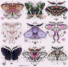 a drawing of different kinds of moths