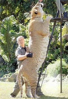 a woman standing on top of a giant cat