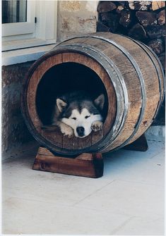 a husky dog laying in a wooden barrel