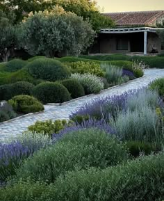 the garden is full of lavenders and other greenery in front of a house