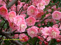 pink flowers blooming on the branches of a tree