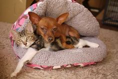 a dog and cat laying in a pet bed