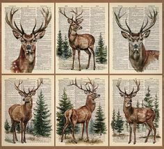 four pictures of deer on an old book page