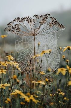 a spider web in the middle of some yellow flowers