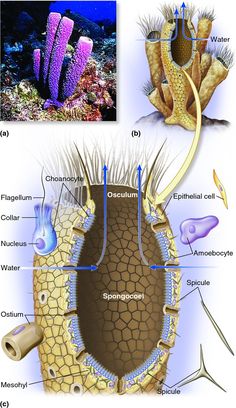 the structure of an animal's body and its surroundings