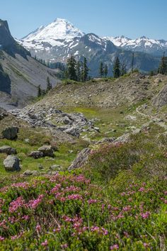 the mountains are covered in snow and pink flowers