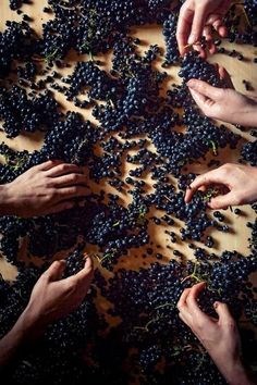 several hands reaching for grapes on a table