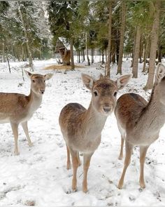 three deer are standing in the snow near some trees