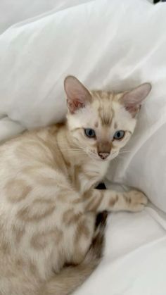 a cat laying on top of a white bed covered in sheets and pillows with blue eyes