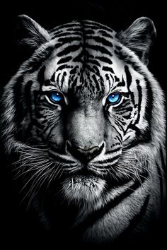 a white tiger with blue eyes is shown in this black and white photo, it's looking at the camera