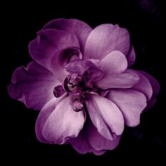 a purple flower on a black background