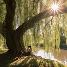 a man and woman sitting under a tree next to a river with the sun shining