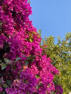 purple flowers are blooming on the side of a building with trees in the background