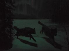 two cats are running in the snow at night with green light on their face and tail