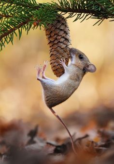 a small mouse climbing up the side of a pine cone on a tree branch with it's tail sticking out