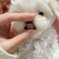 a small white dog being petted by someone's hand with it's mouth open