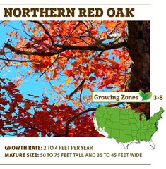 an image of the north red oak tree with fall foliage in full bloom and growing zones