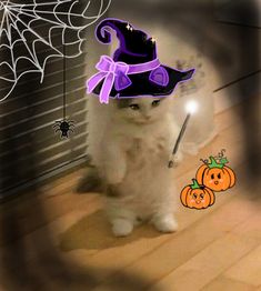 Cat, pell, light, pumpkins, witch hat, scary but cute, profile picture idea, Halloween, spider web Cute Halloween Profile Pics, Profile Picture Halloween, Halloween Cat Pfp, Cute Halloween Pfp, Cat Profile Picture, Cat Standing