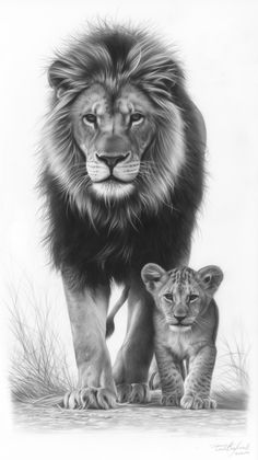 a pencil drawing of a lion and its cub