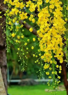 yellow flowers hanging from the branches of a tree