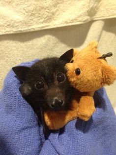 a small black dog laying on top of a blue blanket next to a brown teddy bear