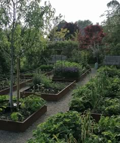 a garden filled with lots of different types of plants and trees on top of gravel