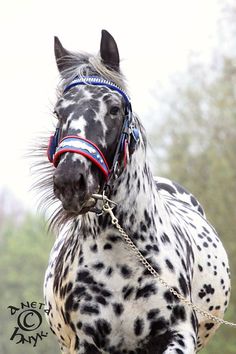 a black and white spotted horse with a red stripe on it's bridle