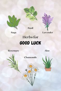 herbs for good luck with chamomile, sage, basil, lavender and rosemary