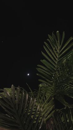 the moon is visible in the dark sky above some palm trees and other foliage at night