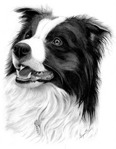 a drawing of a border collie dog