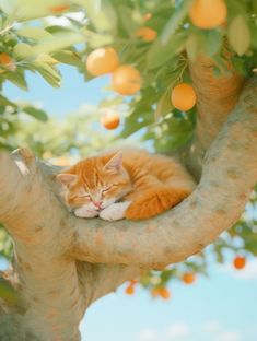 an orange cat is sleeping in a tree