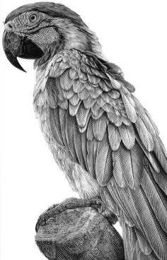 a black and white drawing of a parrot