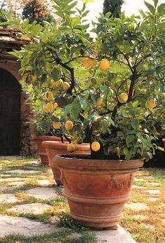 there are many oranges growing in this pot