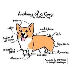 the anatomy of a corgi dog